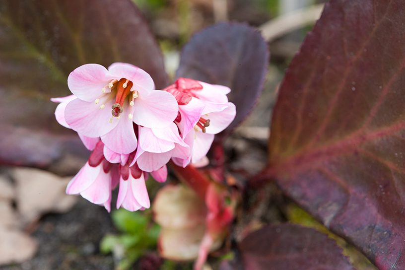 De schoenlappersplant